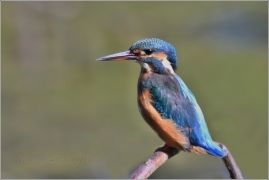 <p>LEDŇÁČEK ŘÍČNÍ (Alcedo attis) Šluknovsko - Jiříkov /Common kingfisher - Eisvogel/</p>